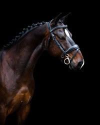 Horse In California photographed with a black background