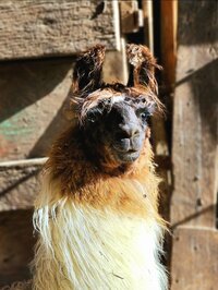 deb-arendas-portrait-3_53460004584_o