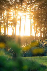 beautiful sun leaking through trees at seascape resort in aptos california