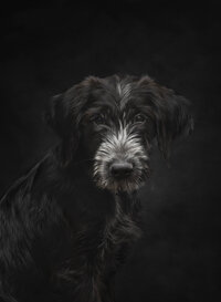 Roscoe-030-Edit