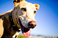 pet photographer, dog photoshoot, dog photography, dog photographer, cat photography, pet photography near me, family photo with dog, pet portraits, cat photographer, cat photoshoot, dog photographer near me, pet photographer near me, a dog photoshoot, pet photography, dog pictures, pictures of puppys, cute dog pictures, dog photo, sacramento pet photographer, san francisco pet photographer