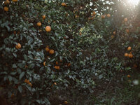 orange  grove on a summer day