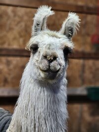 char-arendas-portrait_53460106080_o