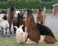 23-bob-wolfe-llamas-at-work_53458773947_o