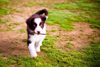 sacramento pet photographer, pet photographer sacramento, pet photos, pet photography, san francisco pet photos, pet photo sessions, pet photographer, pet photos sacramento, pet photos san francisco, family pet photos, family pet photo sessions