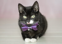 Salem pink