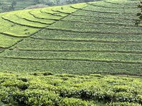 rwanda 7
