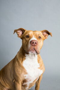 sacramento-pet-photography-studio-24
