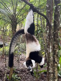 madagascar 8