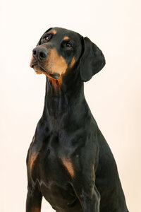 sacramento-dog-photographer-57