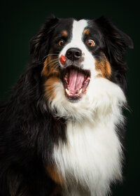 Pet-Portrait-Wallingford-CT-2