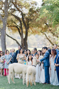 charles-krug-winery-wedding-27