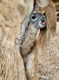 baby llama just born!