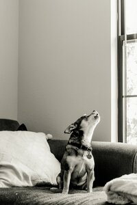 pet photographer, dog photoshoot, dog photography, dog photographer, cat photography, pet photography near me, family photo with dog, pet portraits, cat photographer, cat photoshoot, dog photographer near me, pet photographer near me, a dog photoshoot, pet photography, dog pictures, pictures of puppys, cute dog pictures, dog photo, sacramento pet photographer, san francisco pet photographer