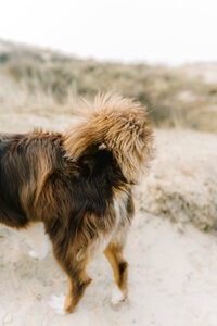 MHilarius | Rio - Hondenshoot Egmond-32