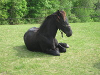 Zeppelin resting 052009