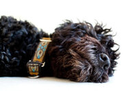 sacramento_dog_photographer_0881