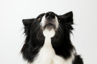 sacramento-dog-portrait-31