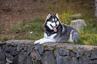 Kendra_Evans_Canine _Photography2026