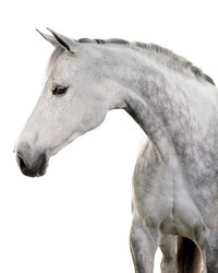 Fine art equine portrait take at horse shows in California Kendra Evans Photography