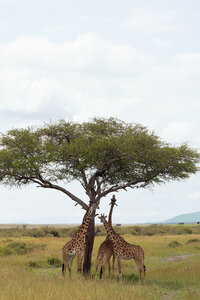 Masai Mara - Allie Jorde Creative263