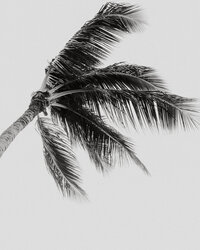 16-202001112-koloa