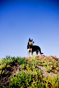 pet photographer, dog photoshoot, dog photography, dog photographer, cat photography, pet photography near me, family photo with dog, pet portraits, cat photographer, cat photoshoot, dog photographer near me, pet photographer near me, a dog photoshoot, pet photography, dog pictures, pictures of puppys, cute dog pictures, dog photo, sacramento pet photographer, san francisco pet photographer
