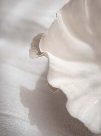 white sheet with white curved seashell