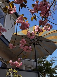 IMG_2731