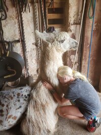 Llamas are great therapy animals!