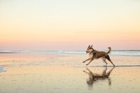 Beach pet capturing a Berger Picard mid-stride in the surf at sunset, water rippling around its paws and its reflection mirrored in the smooth sand. - A portrait experience by Nature's Child Photography.