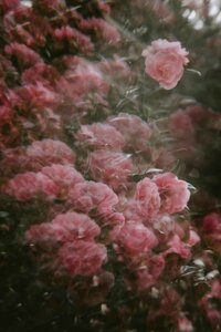 annie-spratt-prPndvG3WKo-unsplash (1)