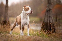 brown and white pit bull standing by a lake between two cypress trees