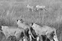 Masai Mara - Allie Jorde Creative181