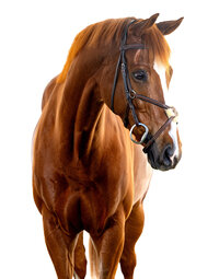 Fine art equine portrait take at horse shows in California Kendra Evans Photography