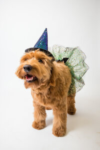 sacramento-pet-photographer-14