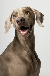 sacramento-pet-portrait-9
