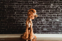 Intense Red Abstract Standard Poodle-8