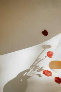 red-ranaculus-9282