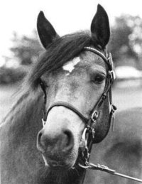 Premium Connnemara Pony Mare Oxenholm Dulcinea