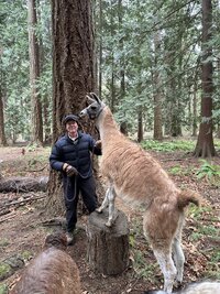 llama hikes in the woods