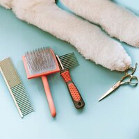 A birds eye image of a white poodle legs, dog grooming shears, grooming brushes and comb