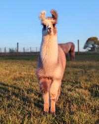 benner-cria-1_53459696451_o