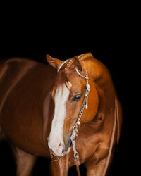 RVAequinephotographer