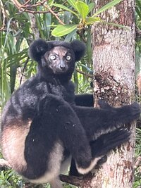 madagascar 9