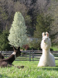 peaceful llama in a field
