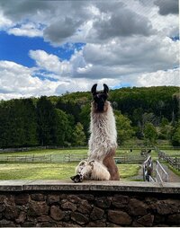 Greater Appalachian Llama and Alpaca Association