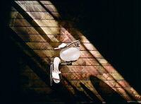 spillian-new-york-queer-wedding-photographer-love-melissa-film-30
