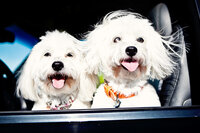 sacramento pet photographer, pet photographer sacramento, pet photos, pet photography, san francisco pet photos, pet photo sessions, pet photographer, pet photos sacramento, pet photos san francisco, family pet photos, family pet photo sessions