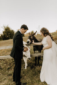 Bride and groom petting donkeys